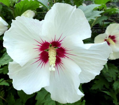 HIBISCUS syriacus 'Red Heart'